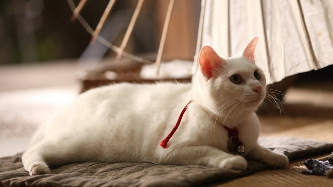 猫侍剧照