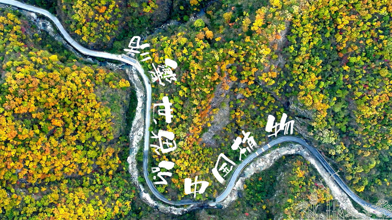 影响世界的中国植物剧照