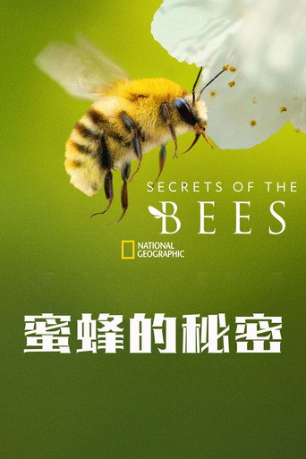 蜜蜂的秘密海报